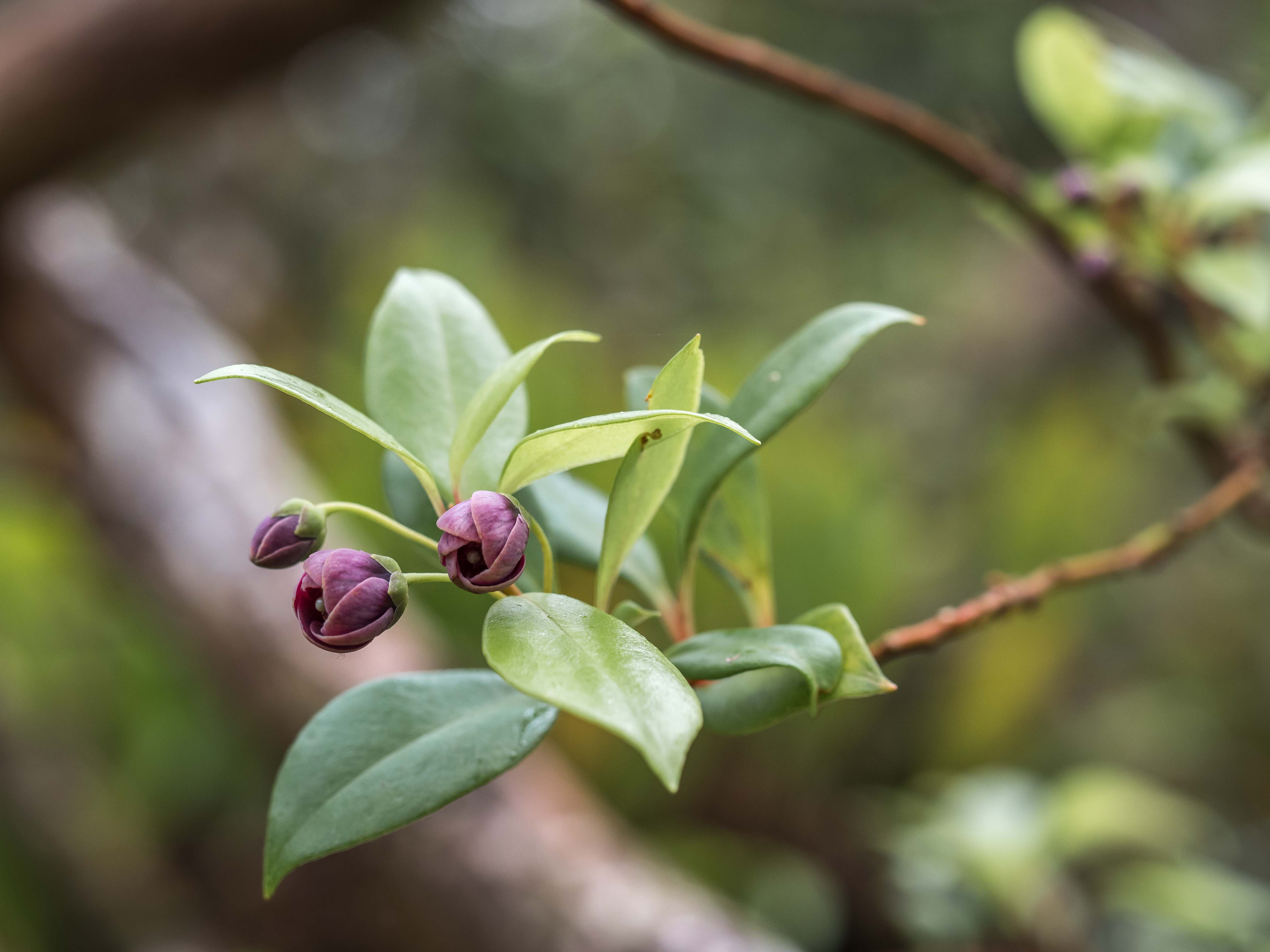 Lyshil Hawaii foliage