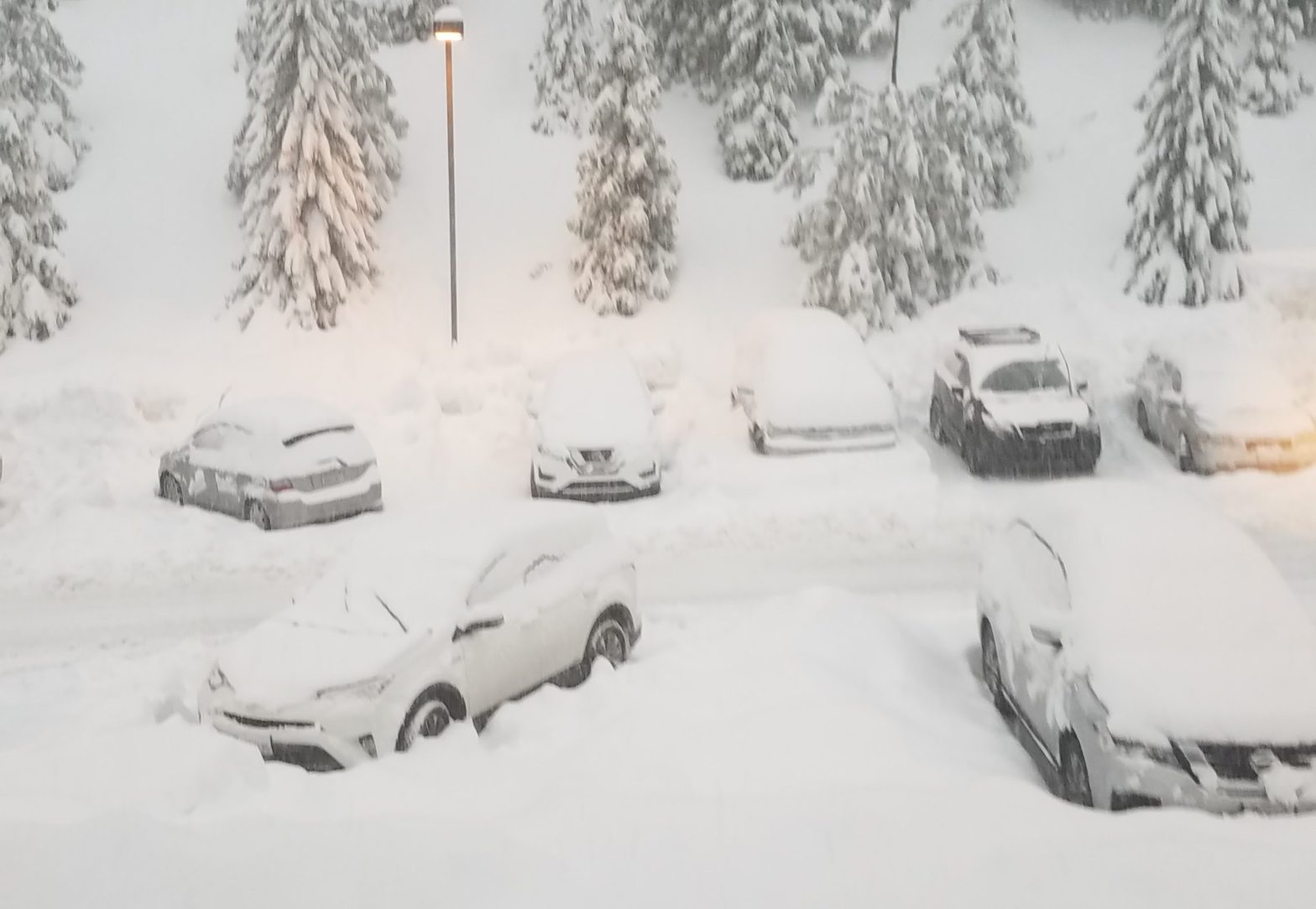 Wildlife Society Annual Meeting in Yosemite