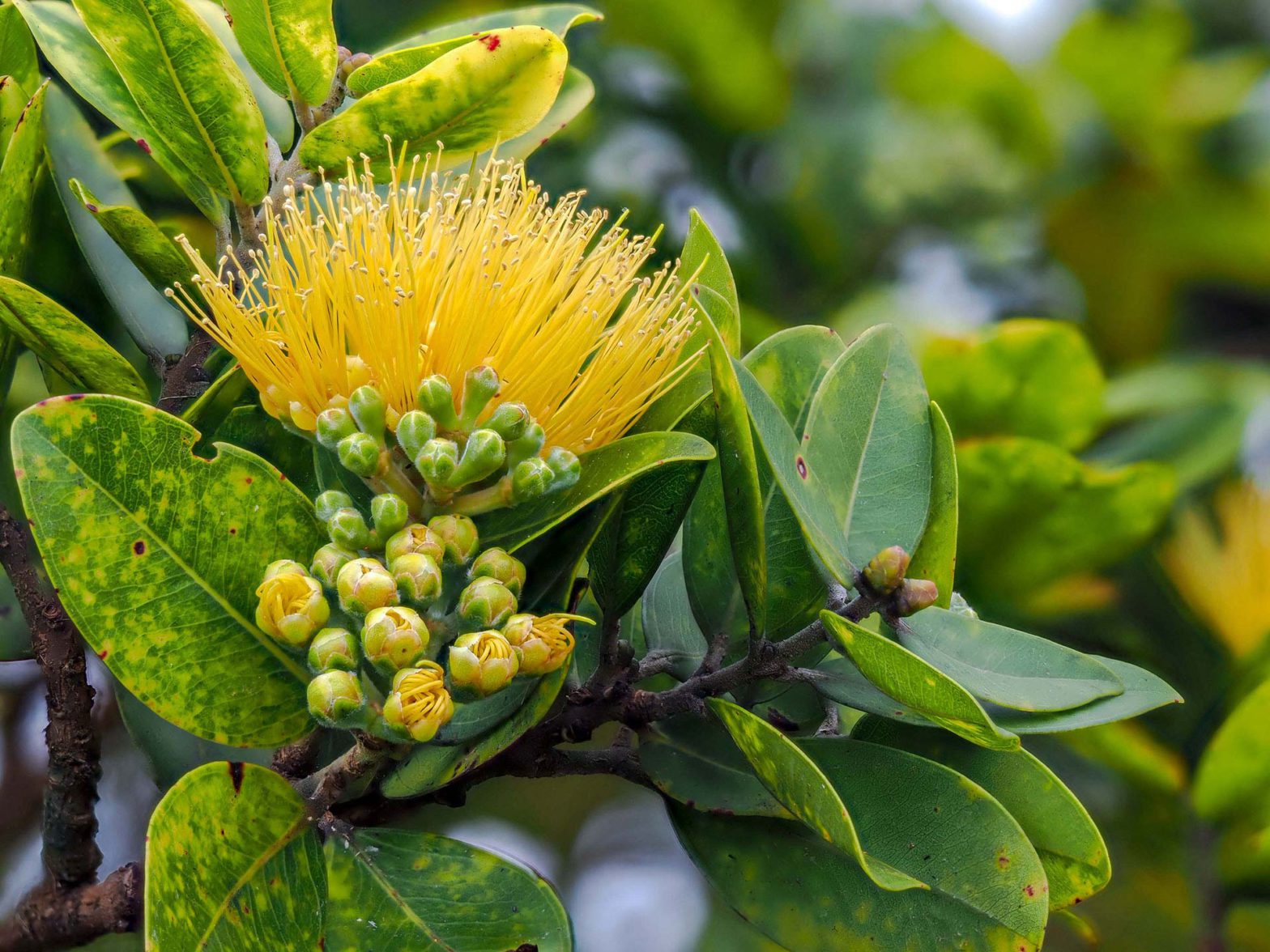 Yellow Lehua flowers on Ohia tree - Contact The Wildlife Society Hawaii Chapter
