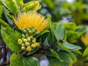 Yellow Lehua flowers on Ohia tree - Contact The Wildlife Society Hawaii Chapter