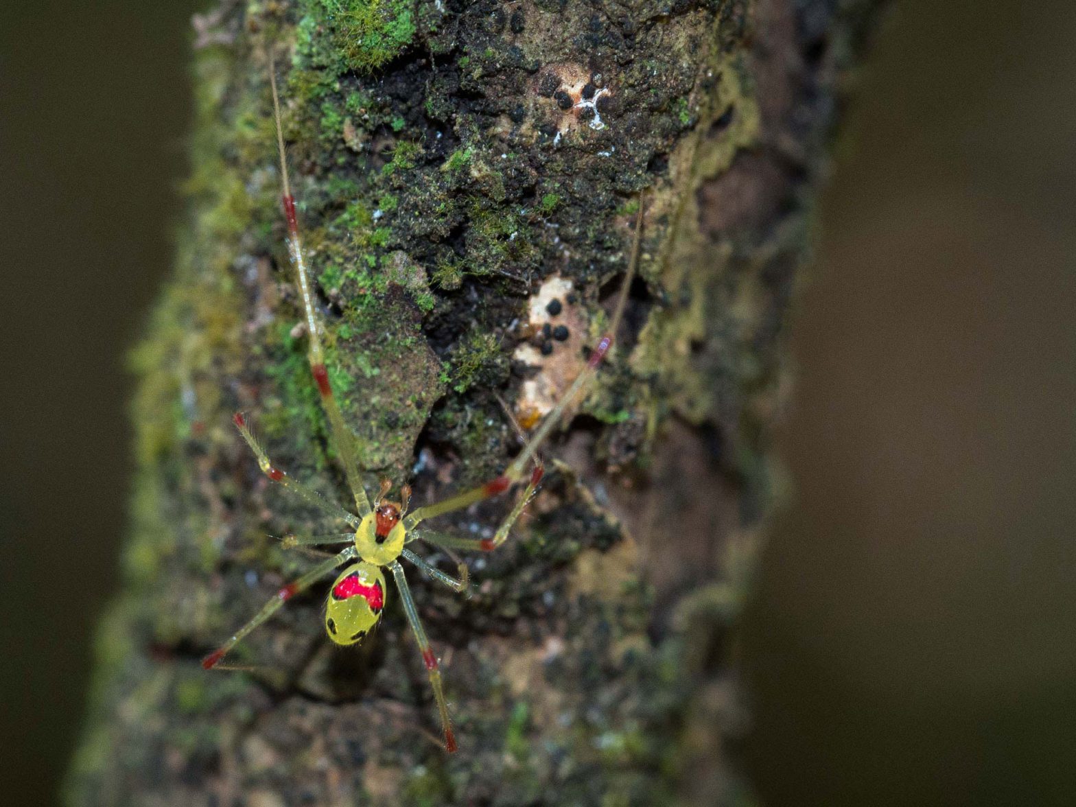 macro of Thegra "Happy Faced" Spider