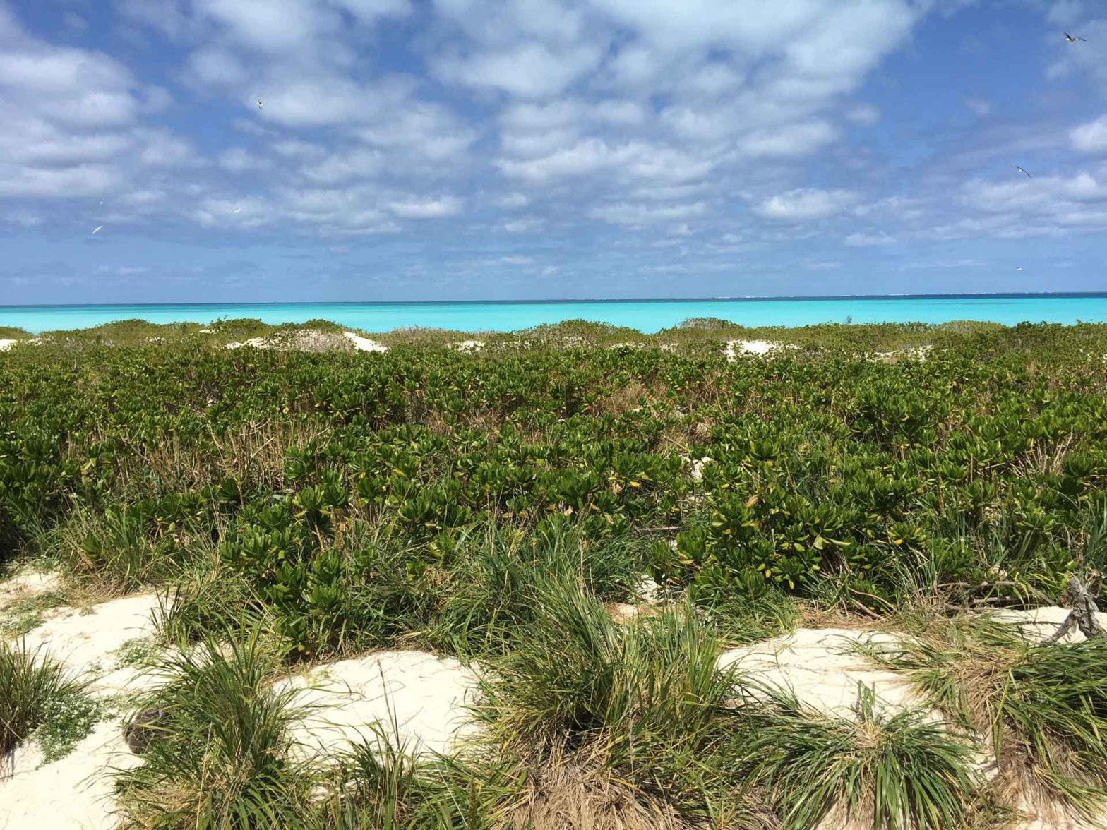 Perfect Hawaiian beach and foliage, Resources
