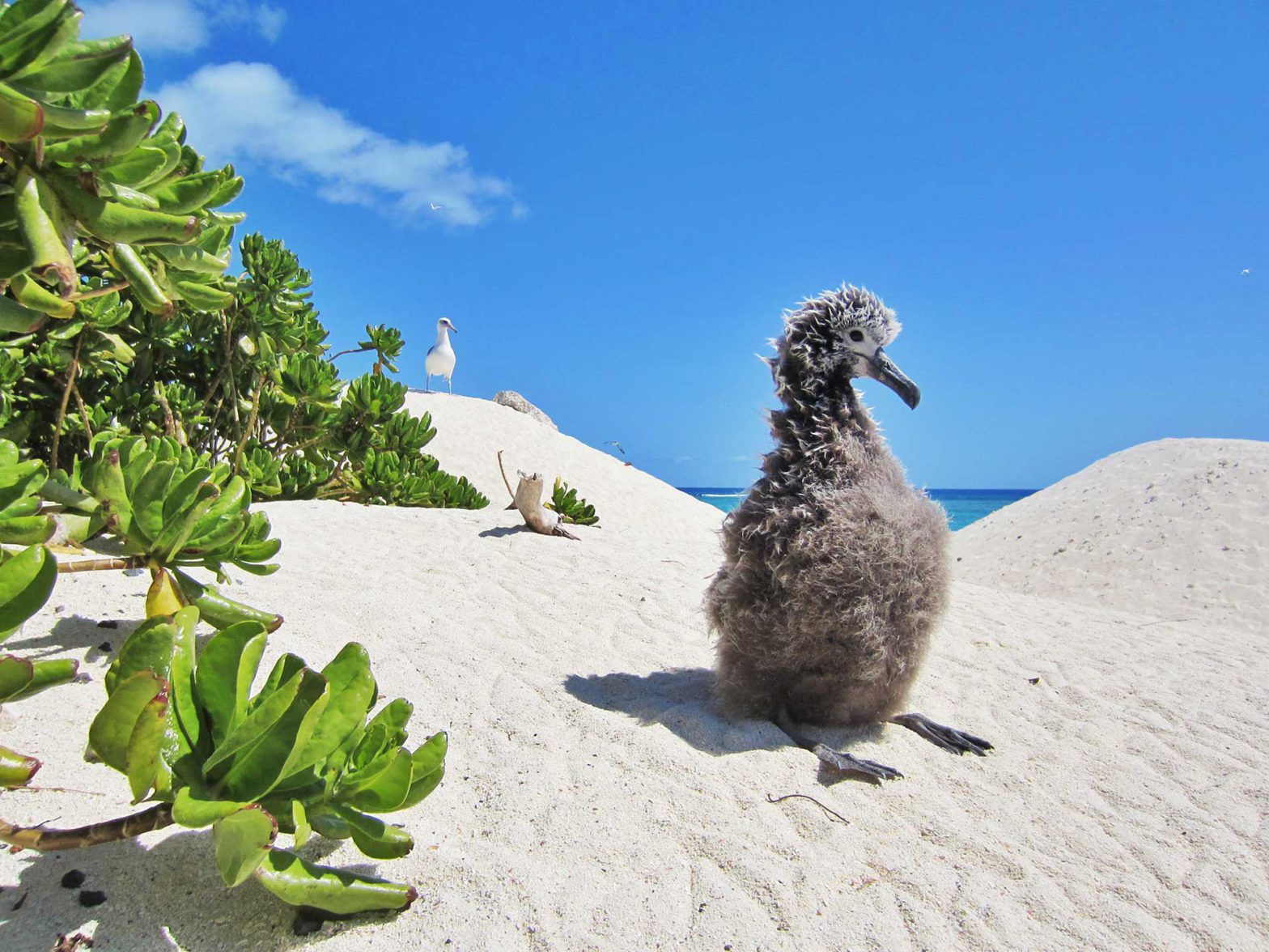 Hatchling amongst sand dunes in Hawaii, Hawaiian Wildlife