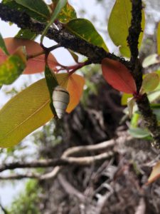 Hawaiian Tree Snail on leaf