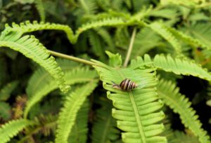 Hawaiian Tree Snail on fern, membership in The Wildlife Society Hawaii Chapter