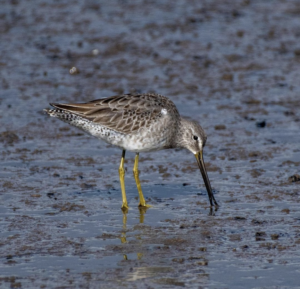 Long-billed dowitcher by Alex Wang
